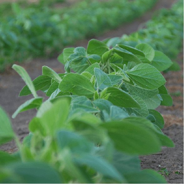 Sample image soybean4